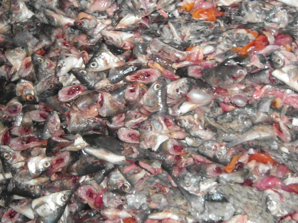 фотография продукта Купим рыбные отходы
